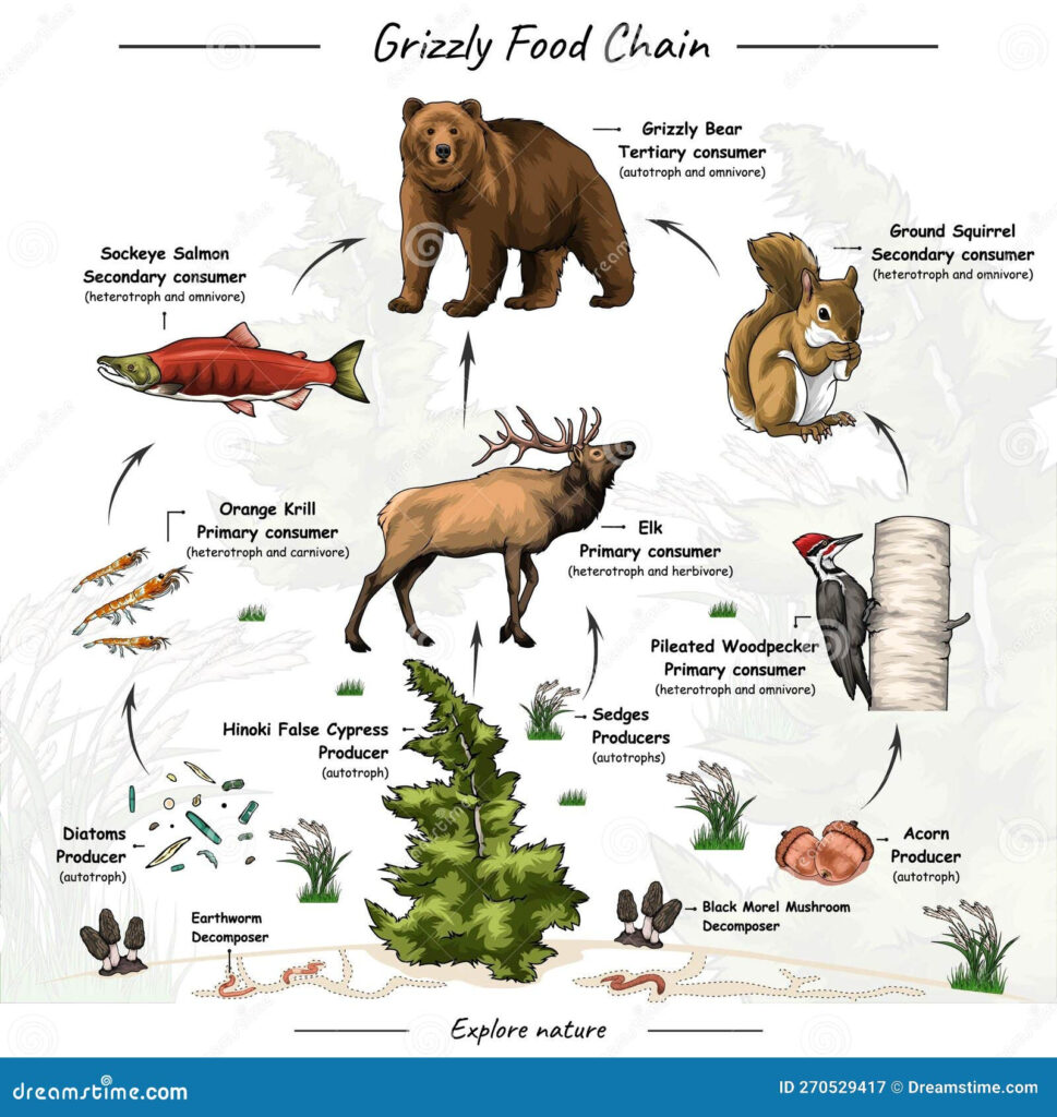 Food Web Diagram Grizzly Bear