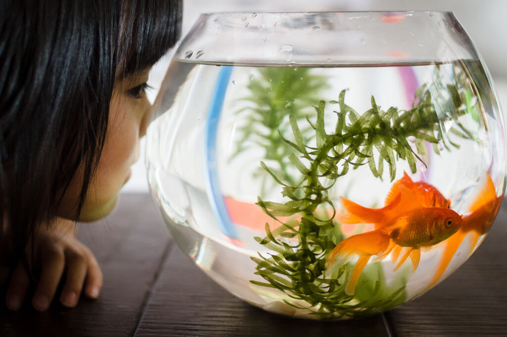 How To Clean A Fishbowl