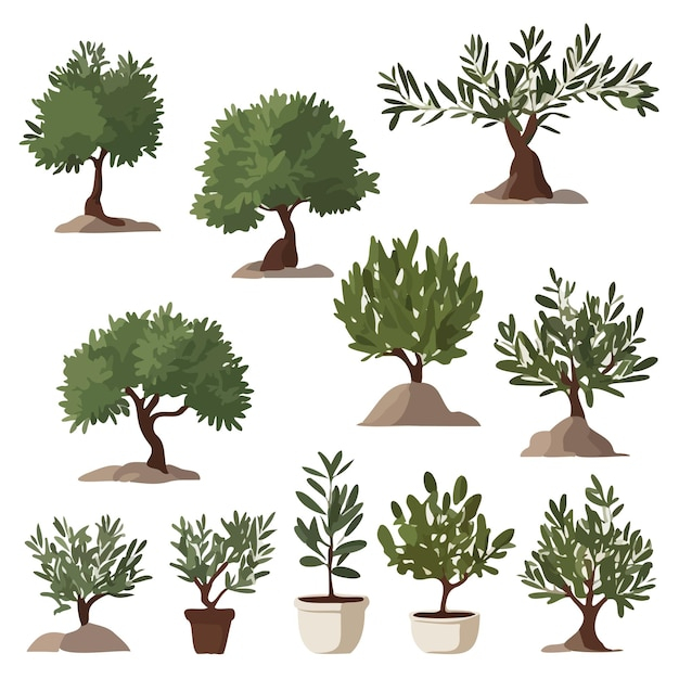 Premium Vector Olive Tree Flat Illustration Plants And Nutrition 