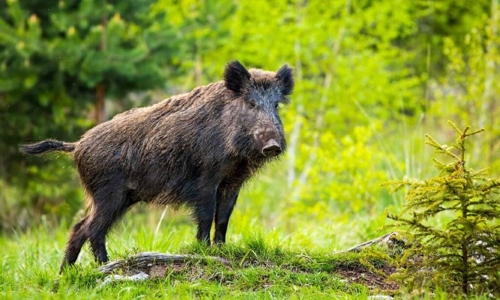 Wild Boar